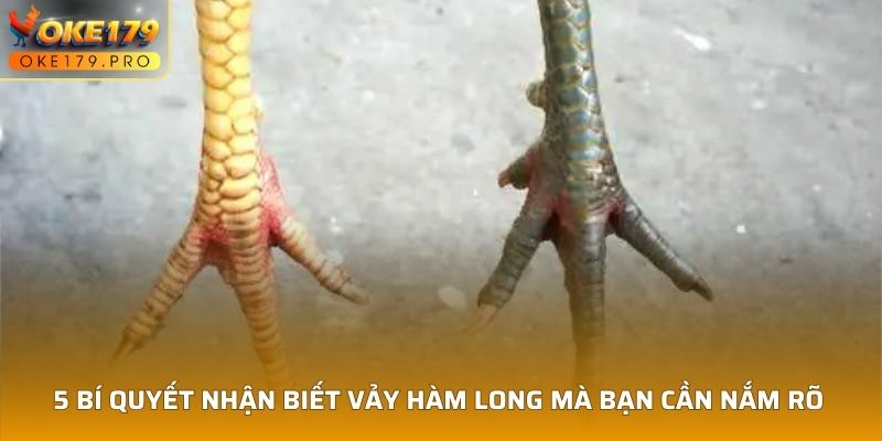 5 bí quyết nhận biết Vảy Hàm Long mà bạn cần nắm rõ 