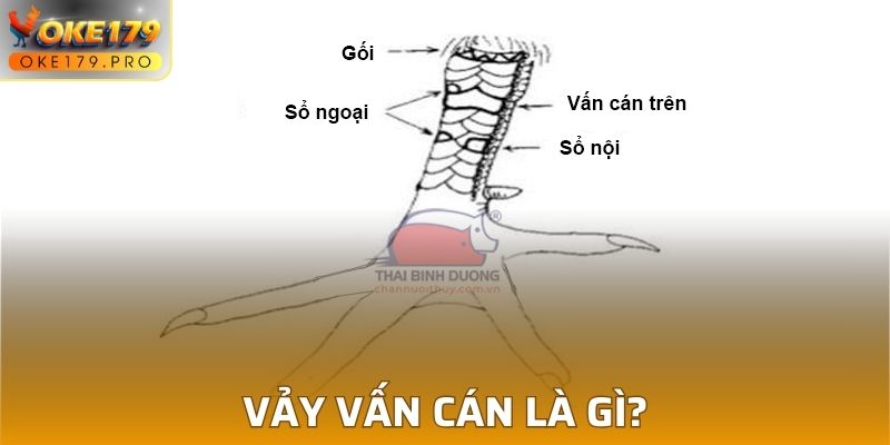 Vảy vấn cán là gì?