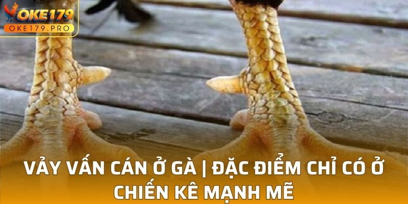 Vảy Vấn Cán