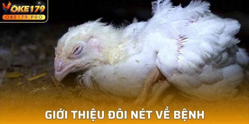 Đôi nét giới thiệu về bệnh gà rù