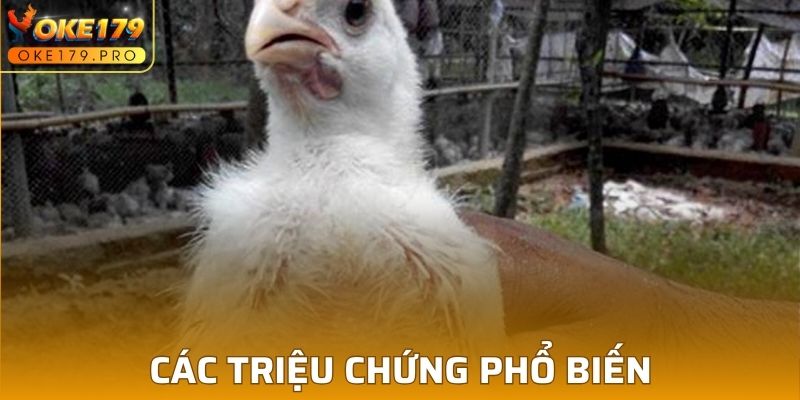 Các biểu hiện thường hay gặp phải