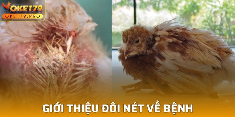 Tổng hợp thông tin cơ bản về bệnh giun sán ở gà