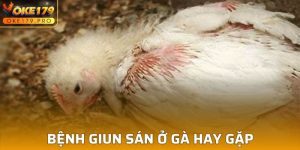 Bệnh Giun Sán ở Gà