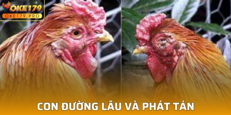 Các đường lây phổ biến