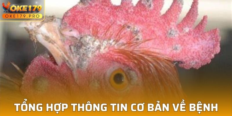 Đôi nét thông tin cơ bản về bệnh thương hàn gà