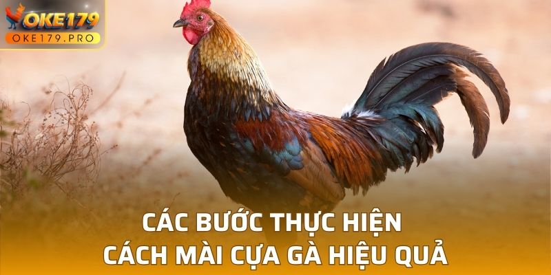 Các bước thực hiện cách mài cựa gà hiệu quả