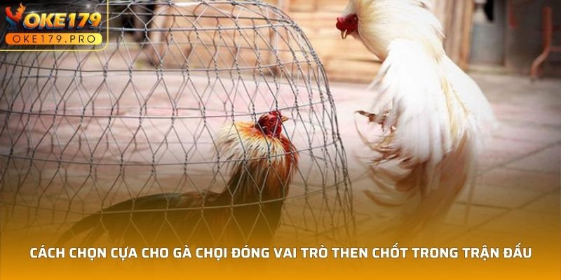 Cách chọn cựa cho gà chọi quyết định khả năng chiến thắng trong trận đấu