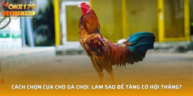 Cách Chọn Cựa Cho Gà Chọi