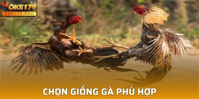 Cách huấn luyện gà chọi tốt khi chọn giống