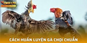 Cách Huấn Luyện Gà Chọi