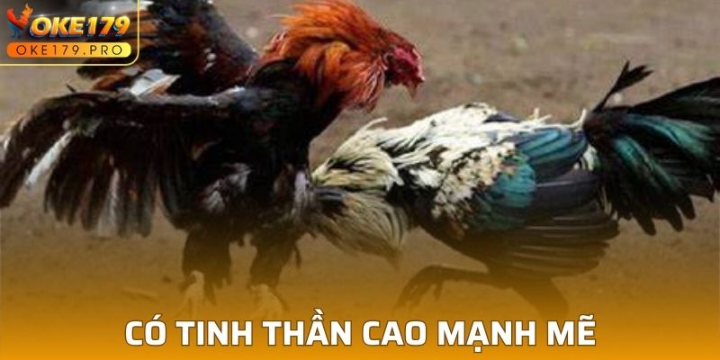 Rèn luyện về tinh thần tham gia trận đấu