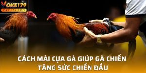 Cách Mài Cựa Gà