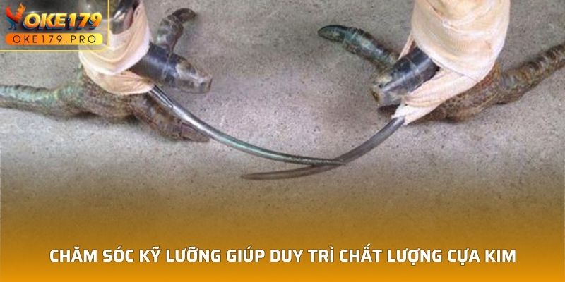 Chăm sóc kỹ lưỡng giúp duy trì chất lượng Cựa Kim