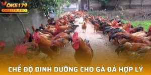 Chế Độ Dinh Dưỡng Cho Gà Đá