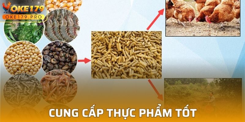 Chế độ dinh dưỡng cho gà đá về thực phẩm