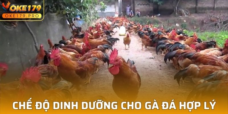 Chế Độ Dinh Dưỡng Cho Gà Đá