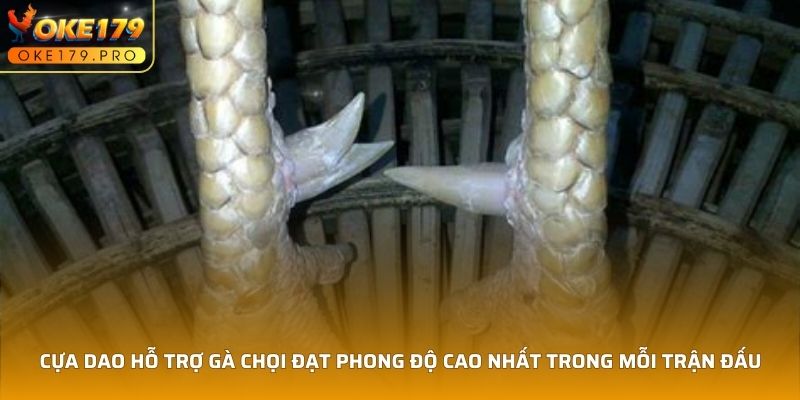 Cựa Dao hỗ trợ gà chọi đạt phong độ cao nhất trong mỗi trận đấu