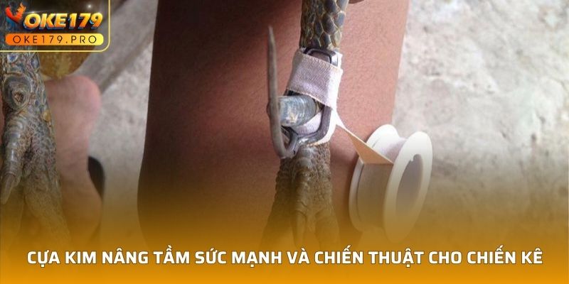 Cựa Kim nâng tầm sức mạnh và chiến thuật cho chiến kê