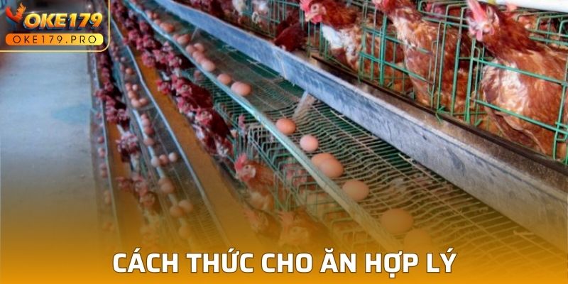 Cung cấp thức ăn theo lịch trình hợp lý