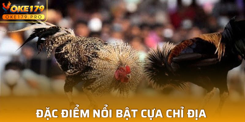 Đặc điểm nổi bật của cựa chỉ địa