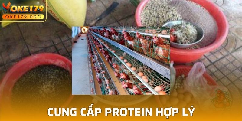 Đảm bảo cung cấp lượng protein phù hợp