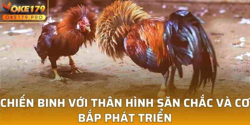 Chiến binh với thân hình săn chắc và cơ bắp phát triển