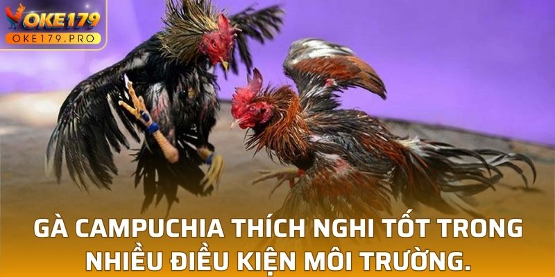 Gà Campuchia thích nghi tốt trong nhiều điều kiện môi trường.