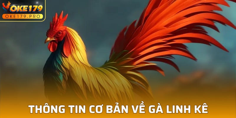 Giới thiệu cơ bản về gà Linh kê tại OKE179