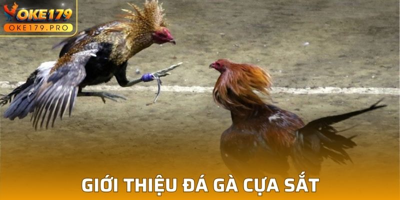 Giới thiệu đá gà cựa sắt