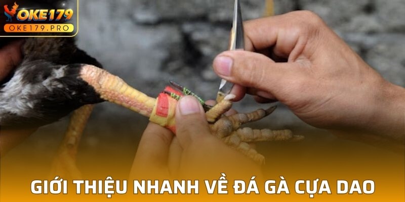 Giới thiệu nhanh về đá gà cựa dao