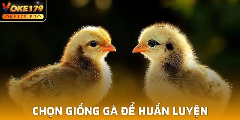 Giống gà đóng vai trò quan trọng trong việc huấn luyện