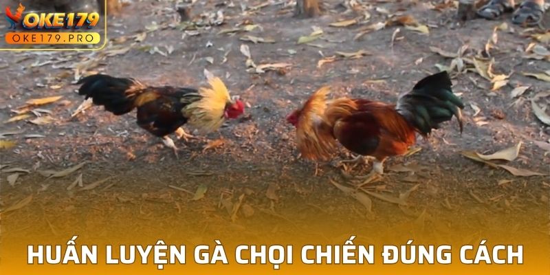 Huấn Luyện Gà Chọi Chiến