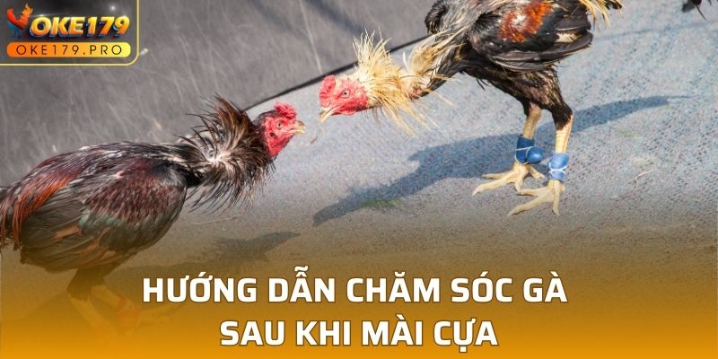 Hướng dẫn chăm sóc gà sau khi mài cựa