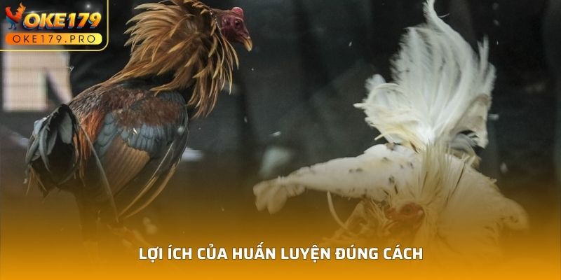 Lợi ích của huấn luyện đúng cách