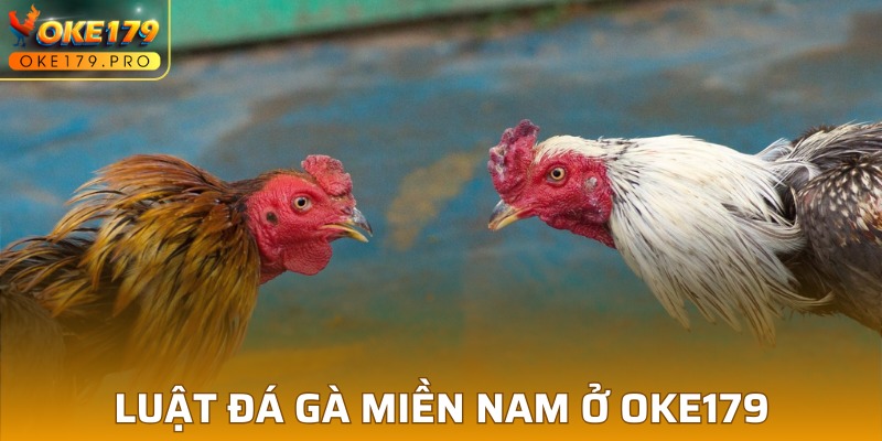 Luật Đá Gà Miền Nam