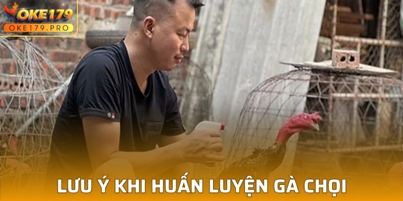 Lưu ý sư kê cần biết khi huấn luyện kê chiến