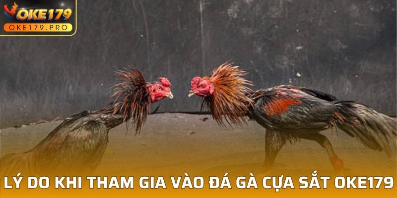 Lý do khi tham gia vào đá gà cựa sắt OKE179