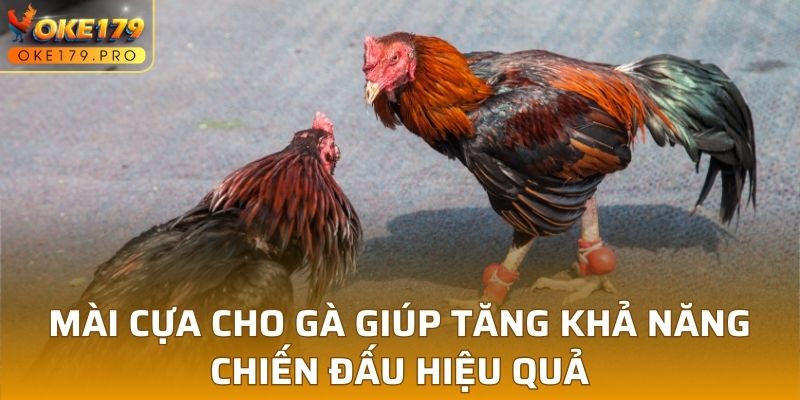 Mài cựa cho gà giúp tăng khả năng chiến đấu hiệu quả