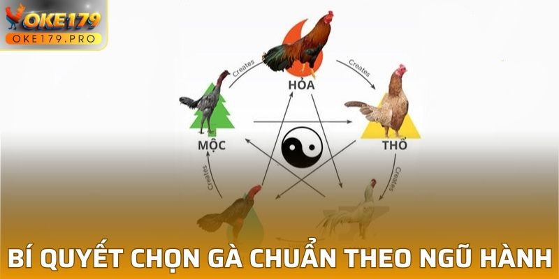 Màu Mạng Gà Đá