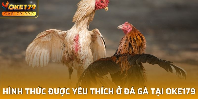 Một số hình thức được yêu thích ở đá gà tại OKE179