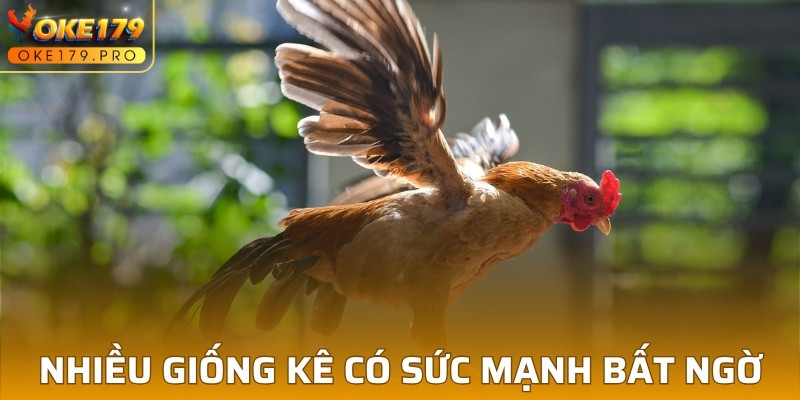 Nhiều giống kê có sức mạnh bất ngờ