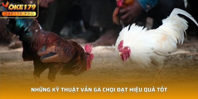 Những kỹ thuật vần gà chọi đạt hiệu quả tốt