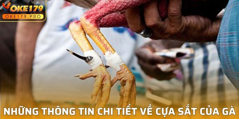 Những thông tin chi tiết về cựa sắt của gà