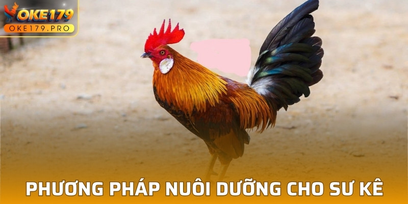 Phương pháp nuôi dưỡng chính xác cho sư kê