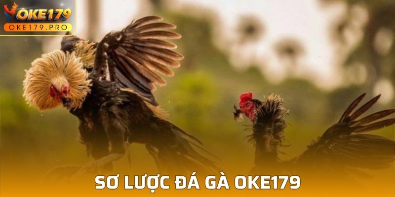 Sơ lược đá gà OKE179