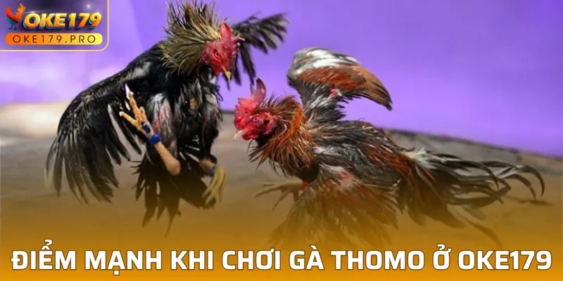 Sức hút mãnh liệt của chọi kê Thomo ở OKE179