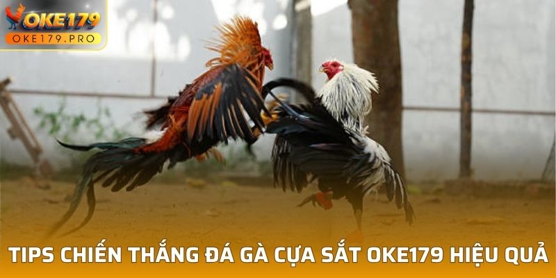 Tips chiến thắng đá gà cựa sắt OKE179 hiệu quả