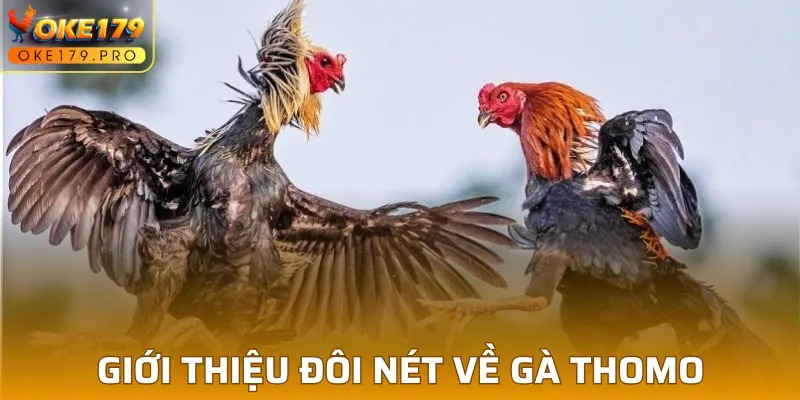 Tổng quan về gà thomo người chơi cần biết