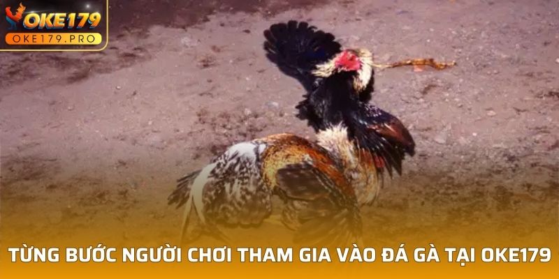 Từng bước người chơi tham gia vào đá gà tại OKE179