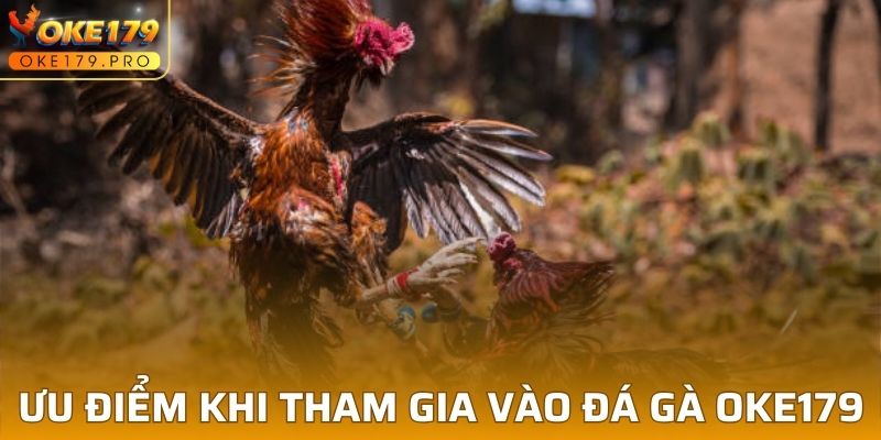 Ưu điểm khi tham gia vào đá gà OKE179